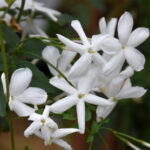 Scent Talks