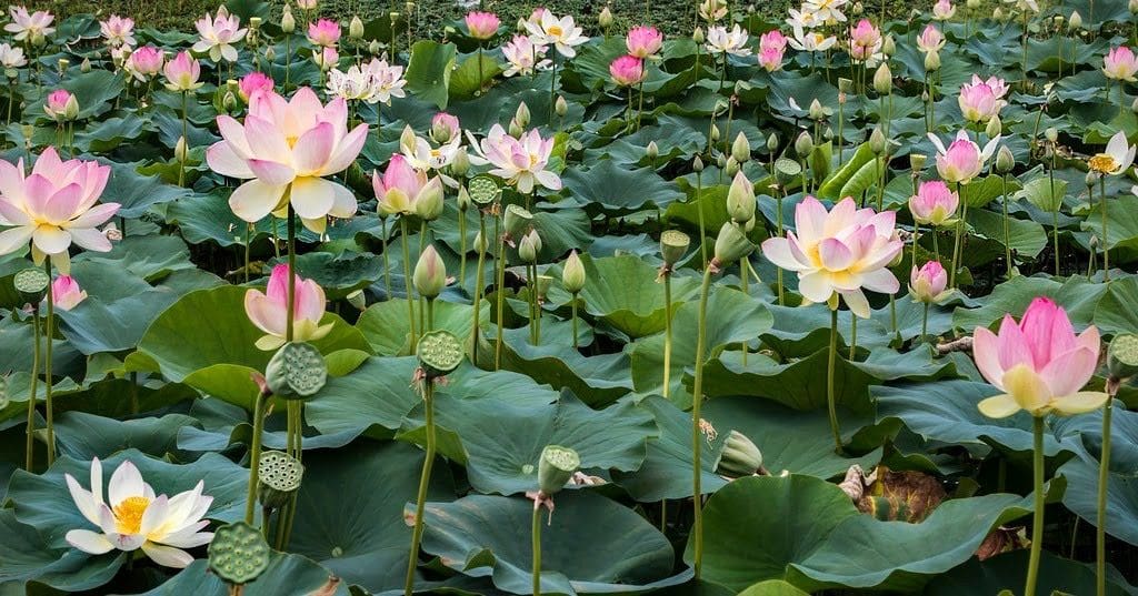 DIY perfume workshop NOTE   The Scent Lab Sen Vietnam