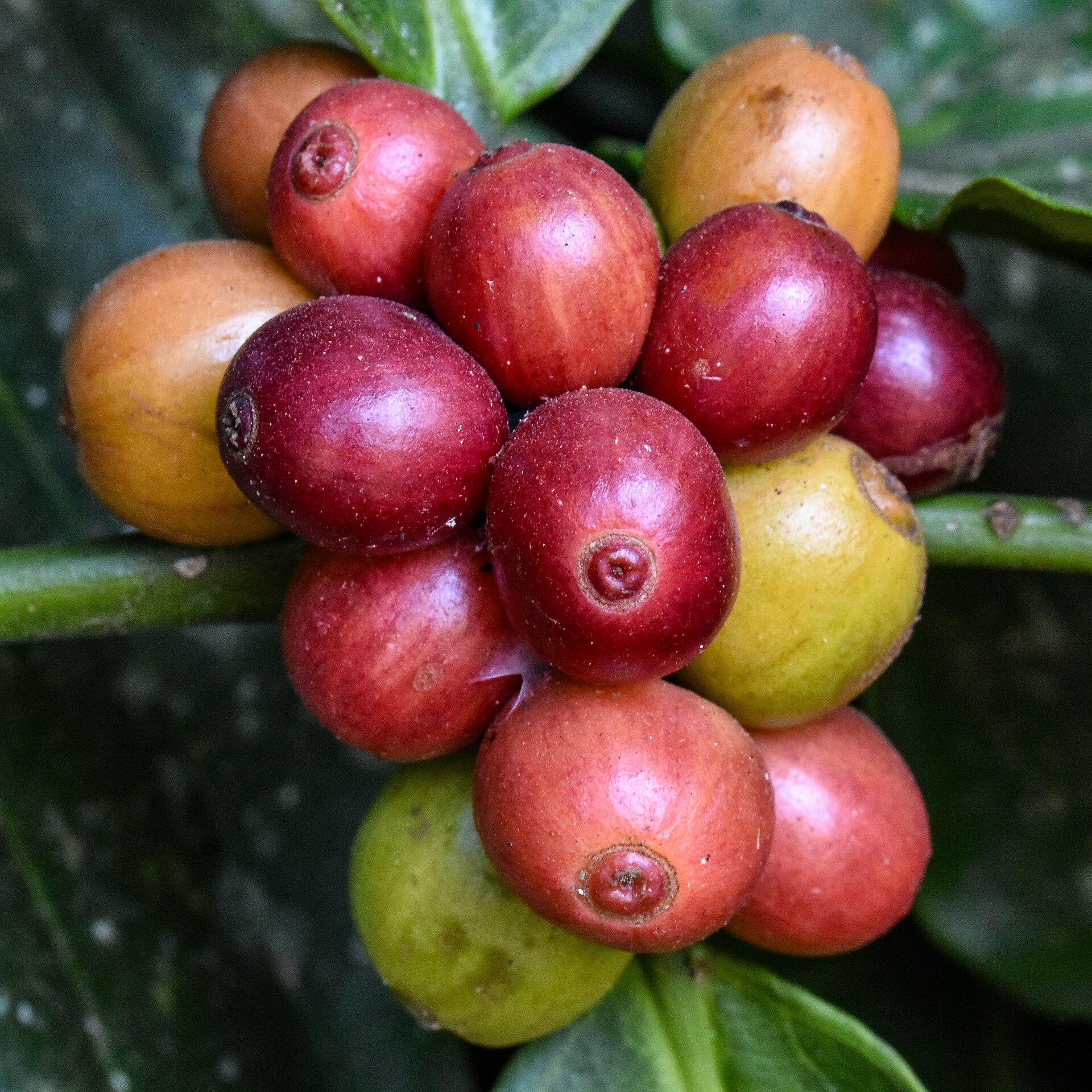 Vietnamese coffee plantation  destination scenery for NOTE The Scent Lab