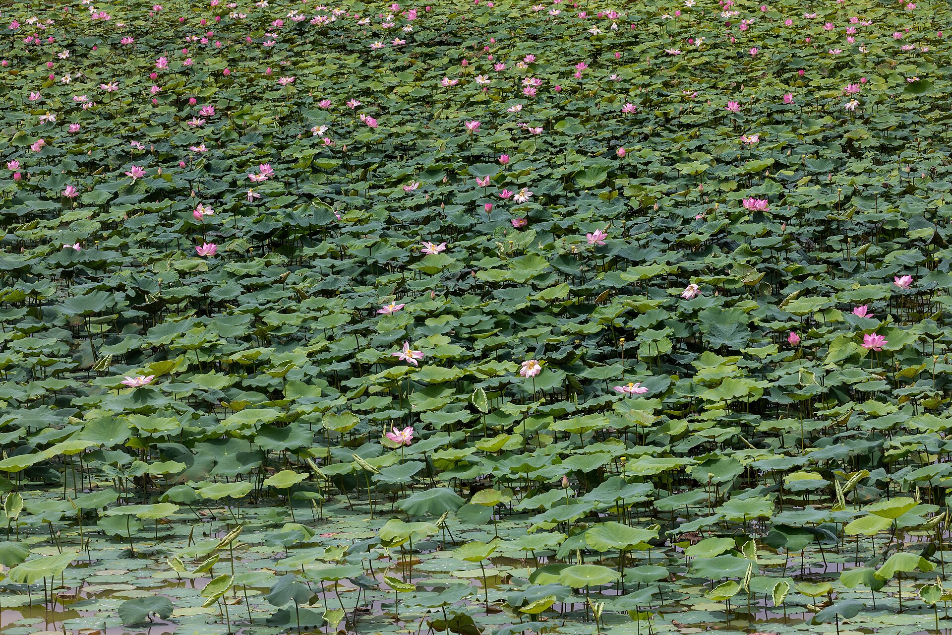 Vietnamese lotus flower pond  destination scenery for NOTE The Scent Lab