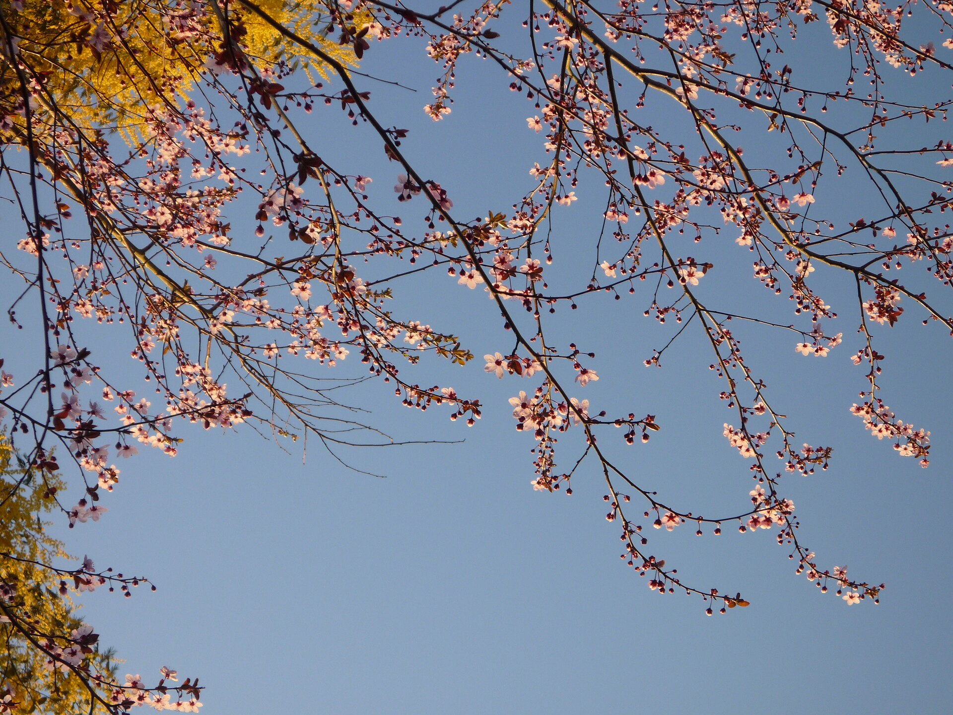 Mimosa flower yellow  destination scenery for NOTE The Scent Lab