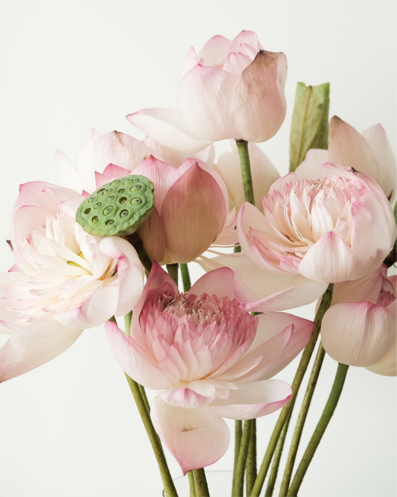 Close up of pale pink lotus blossoms with a green lotus seed pod and long stems against a light background