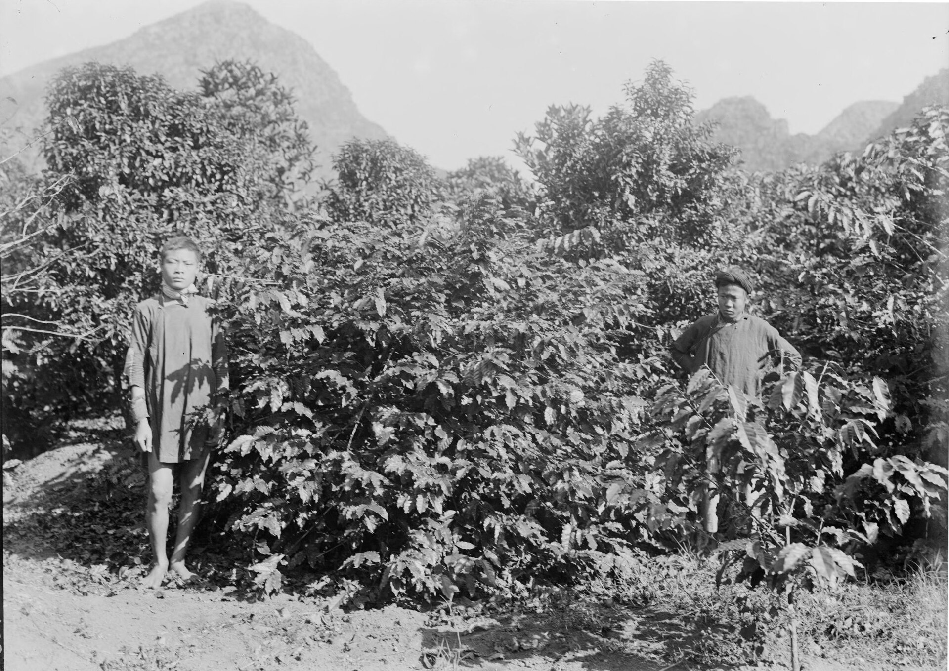 Vietnam coffee plantation  featured image for NOTE The Scent Lab destination guide  da lat coffee farm tour