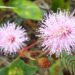 Mimosa pudica flower  featured image for NOTE The Scent Lab destination guide  da lat pine mimosa