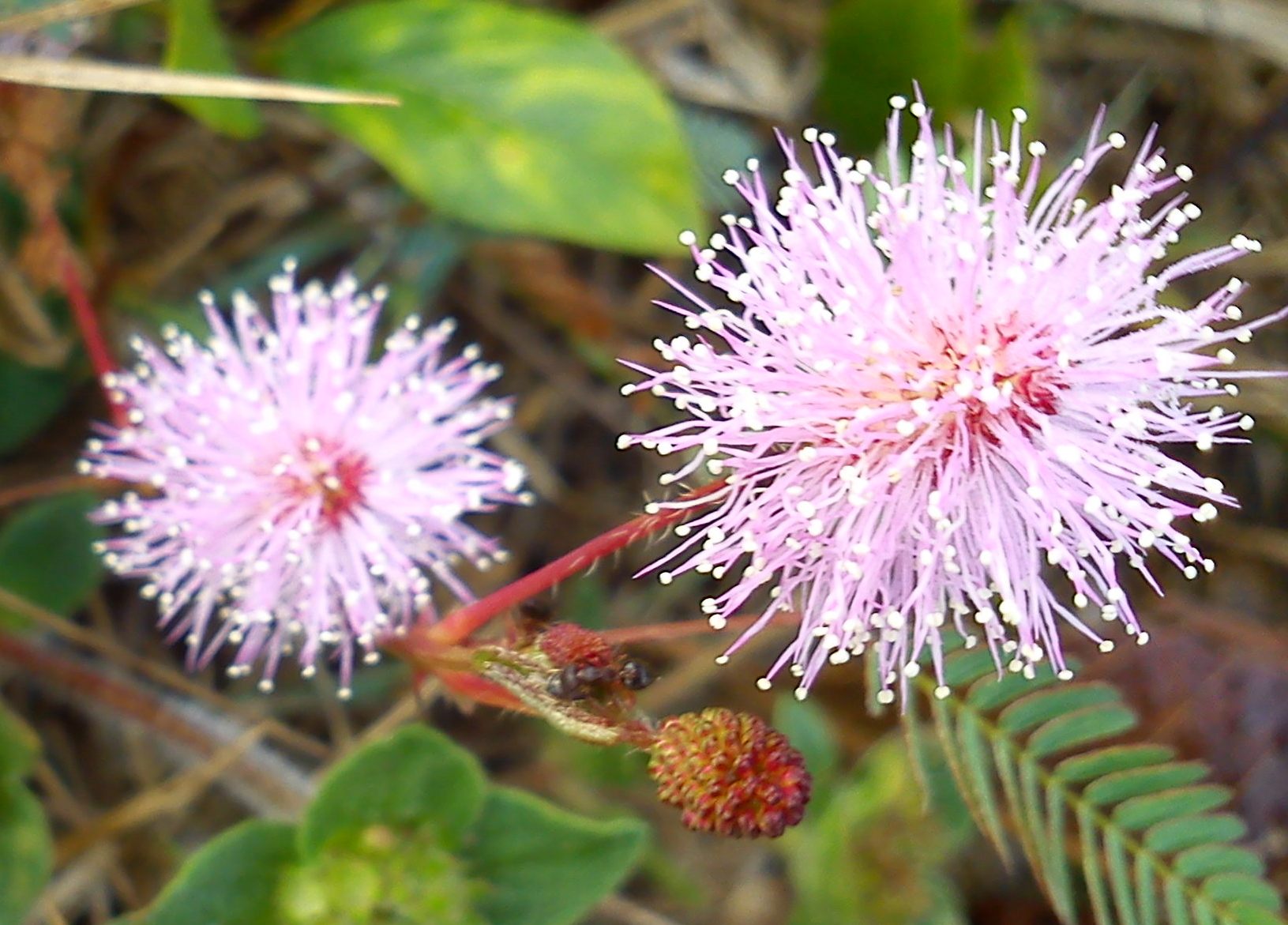 Mimosa pudica flower  featured image for NOTE The Scent Lab destination guide  da lat pine mimosa