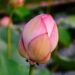 Vietnamese lotus flower Nelumbo  featured image for NOTE The Scent Lab destination guide  ninh binh lotus rice