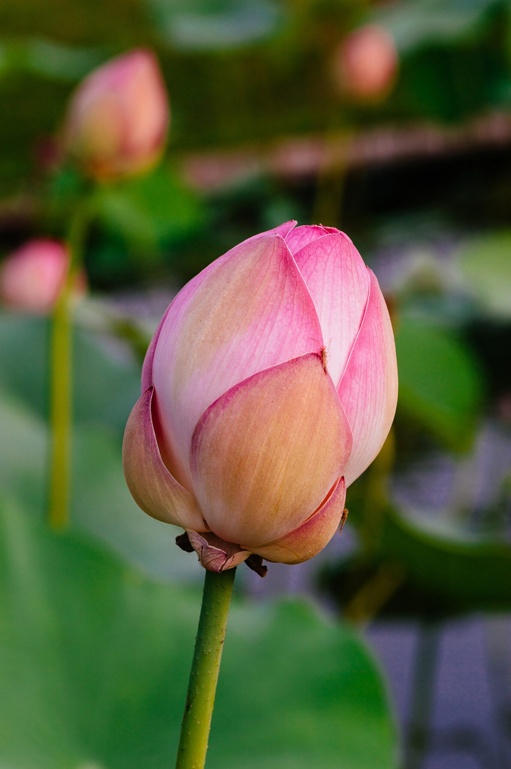 Vietnamese lotus flower Nelumbo  featured image for NOTE The Scent Lab destination guide  ninh binh lotus rice