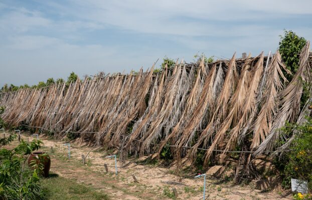Kampot pepper plantation  featured image for NOTE The Scent Lab destination guide  phu quoc pepper farm